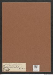 Toxarium rostratum Hantzsch. (de-Toni-Nr.: Genus 69, Species 2688) Zeichnungen Sammlung Grunow Mappe 02905 (Herbarium_W_Grunow_drawings_Folder_02905)
